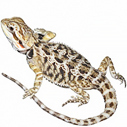 Tiger Bearded Dragon